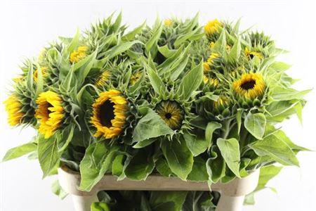 Helianthus annuus 'Sunrich Orange'