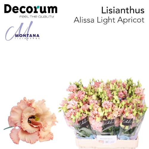 Eustoma russellianum gevuldbloemig 'Alissa Light Apricot'