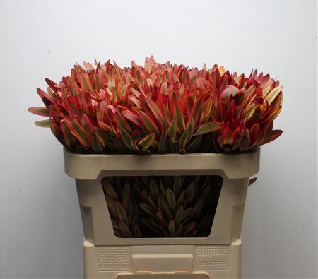 Leucadendron 'Jester'