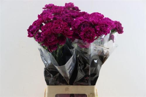 Dianthus standaard Nobbio Violet