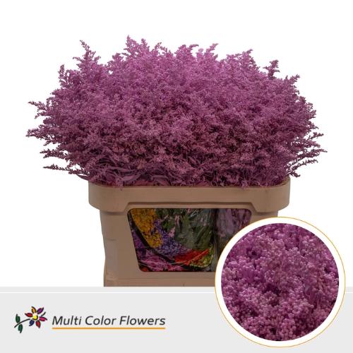 Solidago kleurbehandeld H%