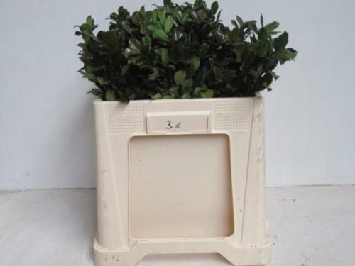 Ilex x meserveae 'Blue Prince'