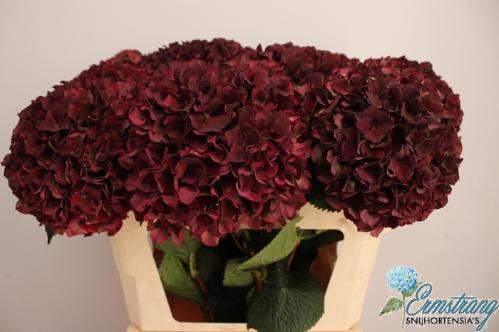 Hydrangea macrophylla Magical Pink Ruby (classic)