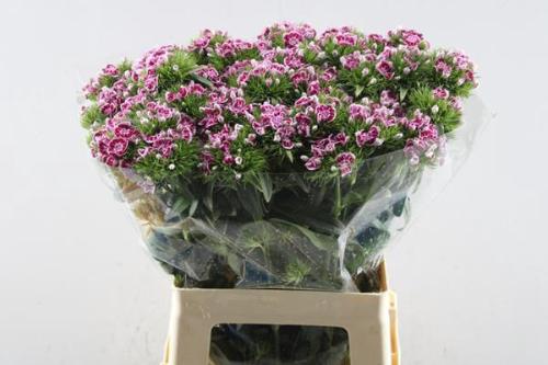 Dianthus barbatus Kiwi Polka Ballet
