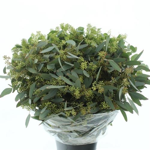 Eucalyptus per bos populifolia (met bes)
