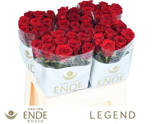 Rosa grootbloemig Red Naomi!