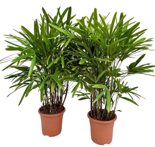 Rhapis excelsa