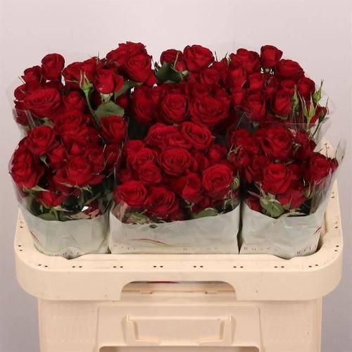 Rosa tros Red Trendsetter