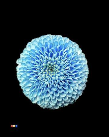 Chrysanthemum Indicum Grp tros santini kleurbehandeld H%