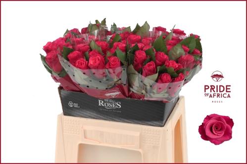 Rosa grootbloemig Tacazzi+