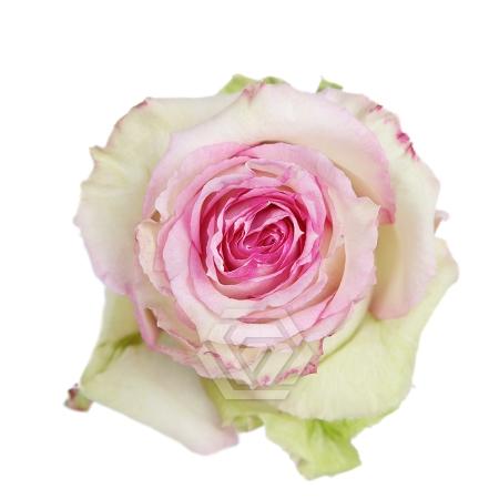 Rosa grootbloemig Esperance