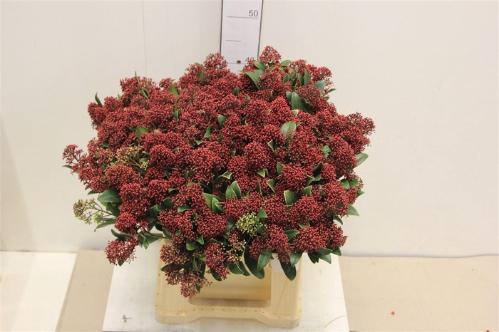 Skimmia per bos japonica 'Rubella'