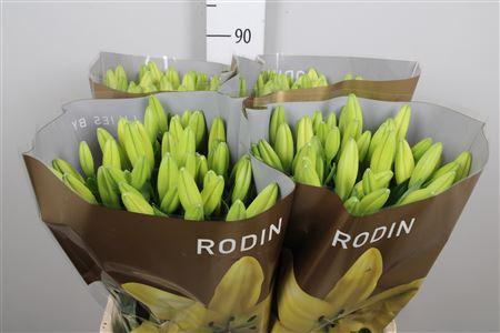Lilium Longiflorum x Aziatische Grp 'Rodin'
