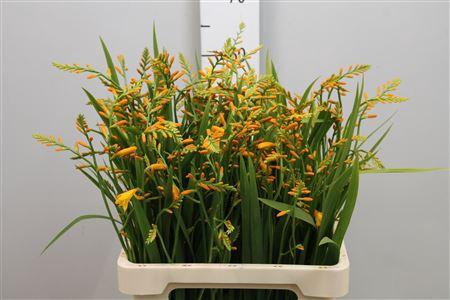 Crocosmia 'George Davison'