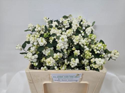 Symphoricarpos Magical Avalanche