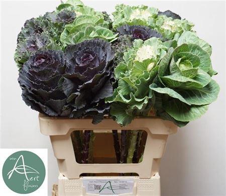 Brassica oleracea gemengd
