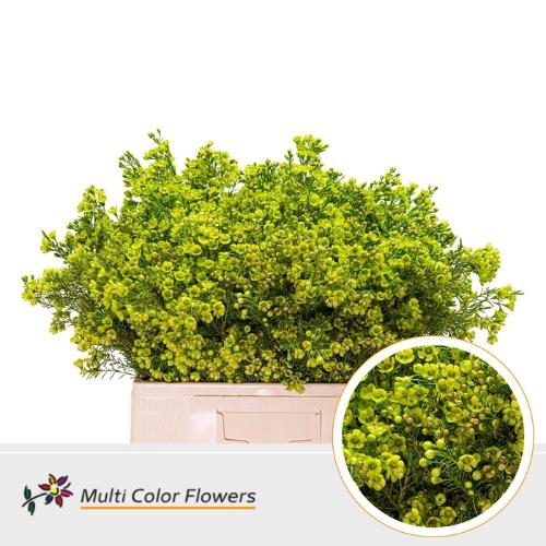 Chamelaucium kleurbehandeld H%