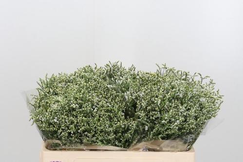 Limonium sinensis Clear Diamond