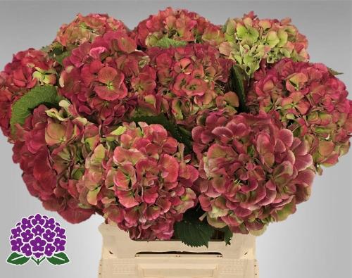 Hydrangea macrophylla 'Elbtal' (classic)