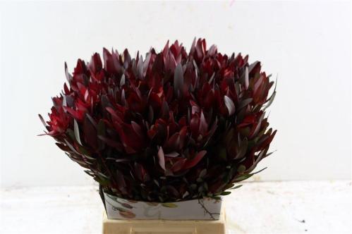 Leucadendron 'Safari Sunset'