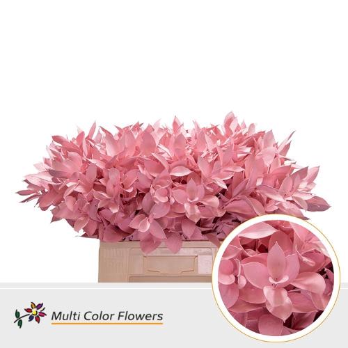 Ruscus kleurbehandeld H%