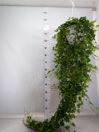 Hedera helix 'Pittsburgh'