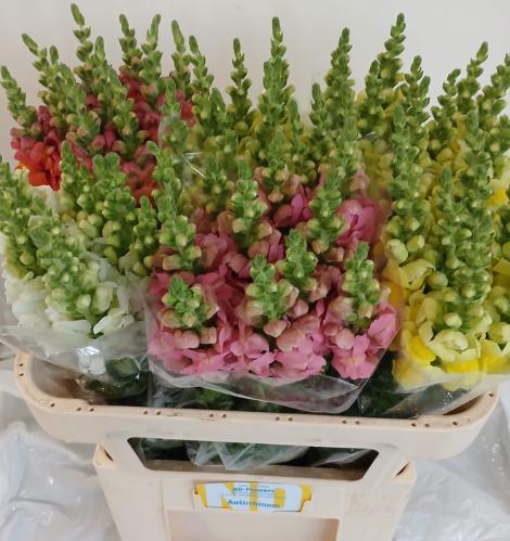 Antirrhinum majus gemengd in fust