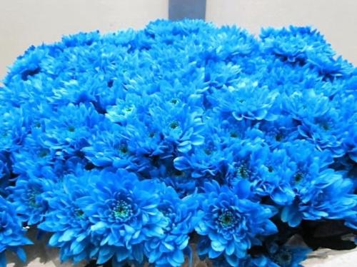 Chrysanthemum Indicum Grp tros kas kleurbehandeld H%