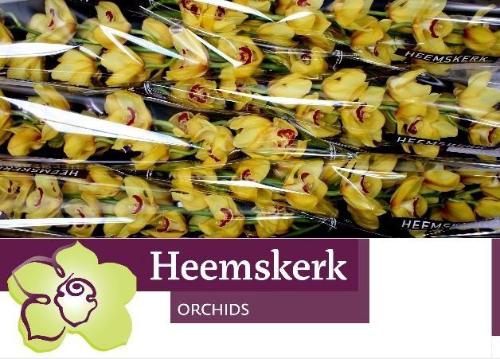 Cymbidium grootbloemig per tak Wallguard 'Rijsenhout'