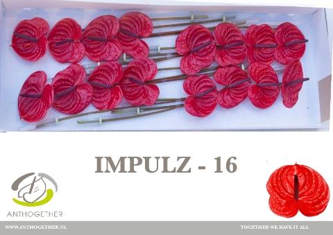 Anthurium (Andreanum Grp) Impulz
