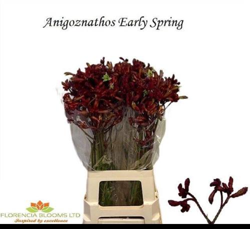 Anigozanthos 'Early Spring'