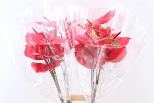 Anthurium Andreanum Grp 'Enjoy'