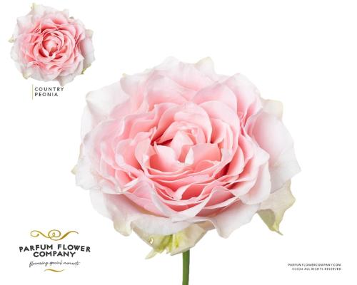Rosa grootbloemig Country Spirit Peonia