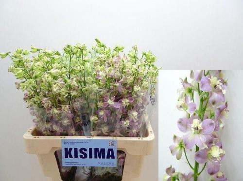 Delphinium enkelbloemig 'Trick Pink'