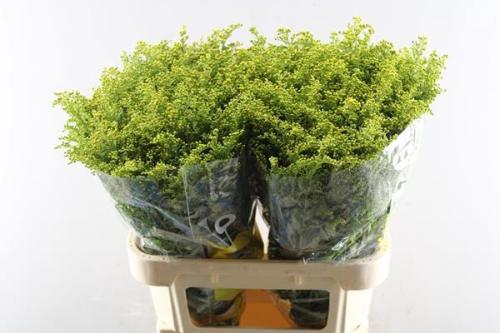 Solidago Carzan Glory