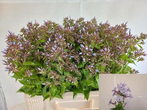 Phlox Paniculata Grp Miss Lolita