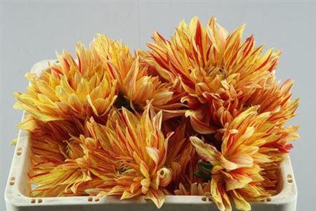 Dahlia (Semi-Cactus Grp) 'Striped Vulcan'