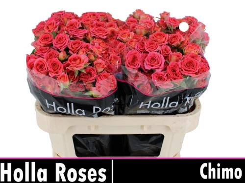 Rosa tros Chimo
