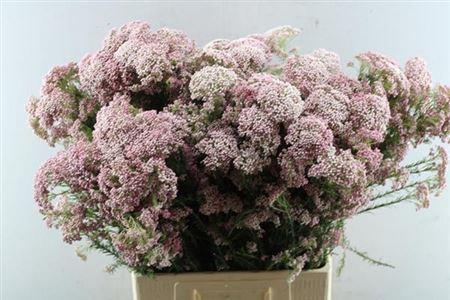 Ozothamnus 'Cooks Tall Pink'