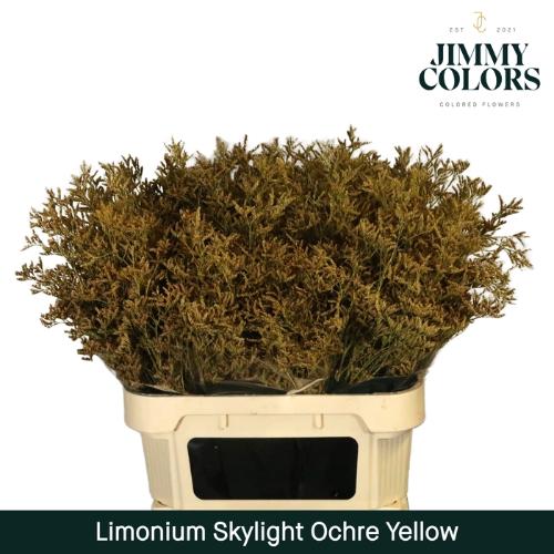 Limonium overig kleurbehandeld H%