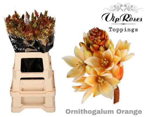 Ornithogalum saundersiae kleurbehandeld H%