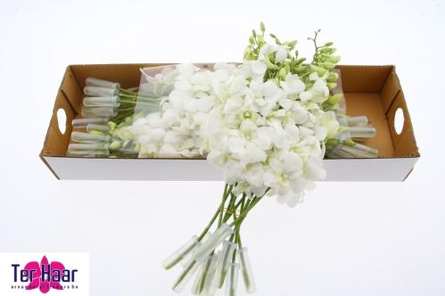 Dendrobium 'Madame Pompadour Wit'