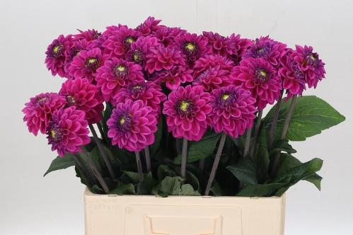 Dahlia Ball Grp 'Purple Fox'