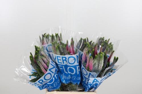 Veronica Smart Rainbow Gemengd