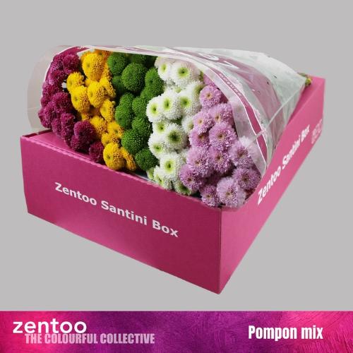 Chrysanthemum Indicum Grp tros santini pompon gemengd in bos