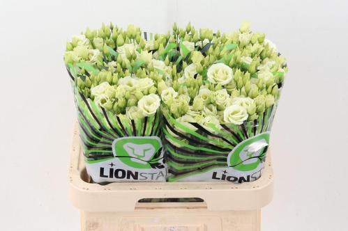 Eustoma russellianum gevuldbloemig 'Rosita Green'