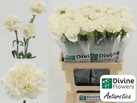 Dianthus standaard Antarctica