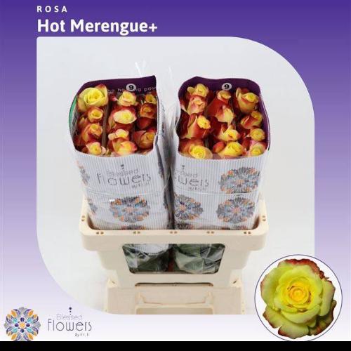 Rosa grootbloemig Hot Merengue+