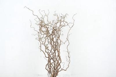 Corylus avellana 'Contorta'