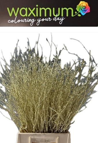 Betula kleurbehandeld H%